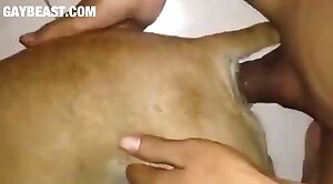 gay,beastiality